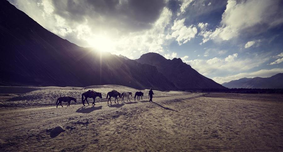 Chamba Camp Diskit Nubra Extérieur photo